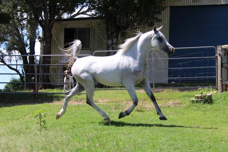 Z'Atari in early 2016.