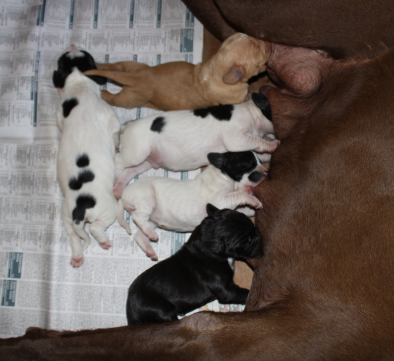 Newborn puppies